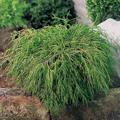 Hernesypressi Flirera Nana